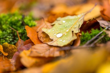 Water droplets lying on autumnal fallen leaf