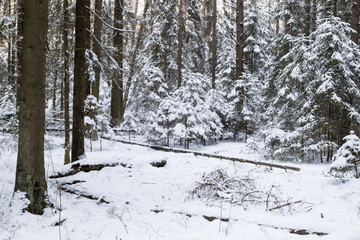 Winter forest, the trees covered with snow in the winter wood