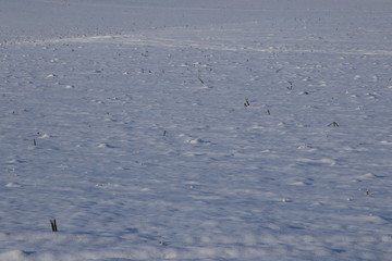 Field covered with snow