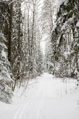 Fototapeta premium Winter forest, the trees covered with snow in the winter wood