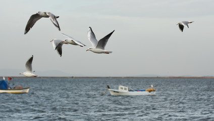 Fototapeta na wymiar Seagulls flying with open wings on the sea.