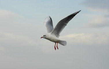 Seagull flying with open wings in blue sky.