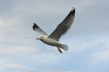 Seagull flying with open wings in blue sky.