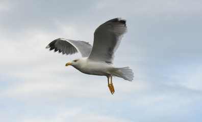 Seagull flying with open wings in blue sky.