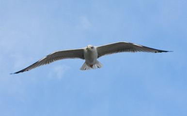 Seagull flying with open wings in blue sky.