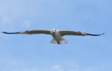 Seagull flying with open wings in blue sky.