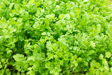 Coriander growing on plantation