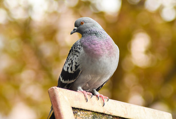 Pigeon standing on a wood, isolated.