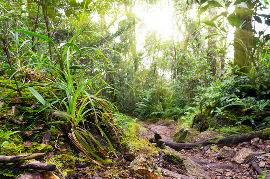 Fototapeta Nature rain forest with morning sunlight at Kinabalu Park,Malaysia,Asia