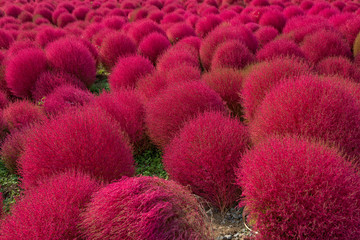 Kochia in autumn season