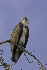 Bird of prey osprey at Los Angeles River