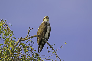 Bird Osprey at tree top perch near Los Angeles River