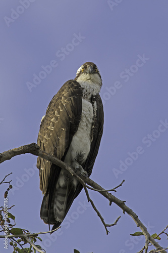 quot bird of prey osprey at los angeles river quot stockfotos und quot bird of prey osprey at los angeles river quot stockfotos und