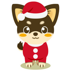 Fototapeta premium いぬっこ倶楽部 クリスマス チワワ（黒）