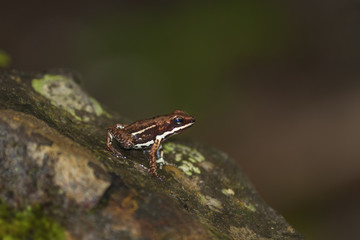 Tiny frog