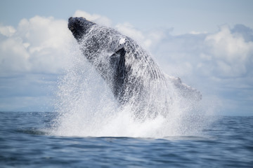Humpback whale breaching