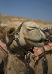 Camel Face