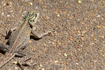 Lézard. Agame des colons. Lomé. Togo.
