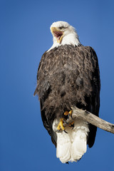 Portrait of majestic bald eagle sitting on tree branch on blue b