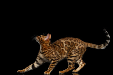 Obraz premium Playful kitty Bengal breed, gold Fur with rosette, running isolated on Black Background