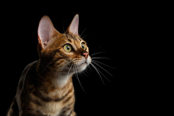Close-up Portrait of Adorable breed Bengal kitten in profile view, isolated on Black Background
