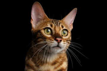 Fototapeta na wymiar Close-up Portrait of Adorable breed Bengal kitten in front view, Curious Looking in camera with beautiful eyes isolated on Black Background