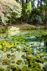 熊本・阿蘇の白川水源　Shirakawa spring water in Kumamoto