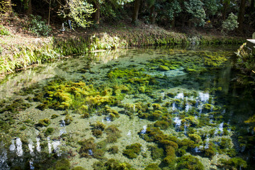 熊本・阿蘇の白川水源　Shirakawa spring water in Kumamoto