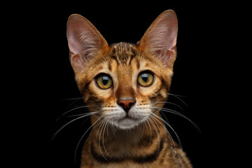 Fototapeta na wymiar Close-up Portrait of Adorable breed Bengal kitten in front view, Looking in camera with beautiful eyes isolated on Black Background