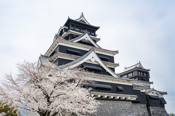 熊本城天守閣と桜　cherry blossom viewing at Kumamoto catsle