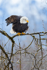 Bald eagle sitting on tree branches in Alaska during winter