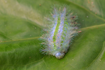 Closeup Caterpillar on leaf