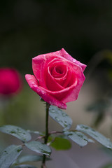 Deep pink roses - Autumn flowers in Japan -