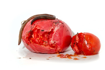 Two rotten tomatoes with a large worm isolated on white