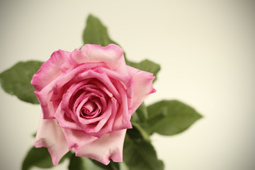 Beautiful bouquet of roses in vintage vase on background