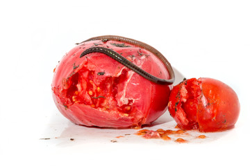 Two rotten tomatoes with a large worm isolated on white