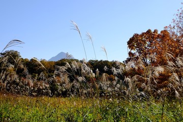 青空とススキ