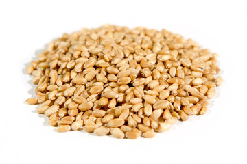 Organic hard white wheat  isolated on white