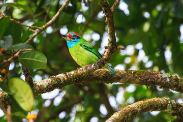 Blue-throated Barbet on fig tree