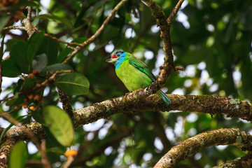 Blue-throated Barbet on fig tree