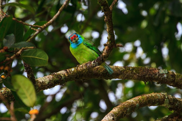 Blue-throated Barbet on fig tree