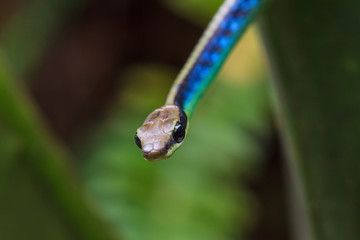 Macro of Painted bronzeback snake