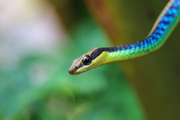 Macro of Painted bronzeback snake