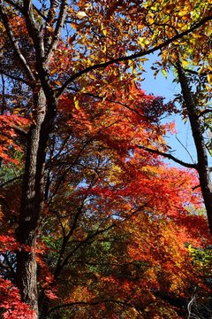 秋の紅葉風景