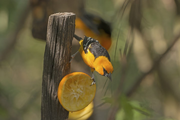 Altamira Oriole Feeding