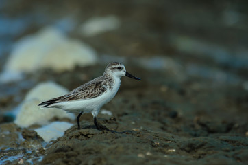 Spoon-billed sandpiper in nature Thailand