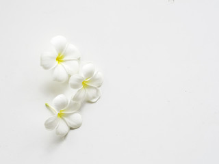 Fototapeta na wymiar Frangipani plumeria Spa Flower on white wooden, soft focus