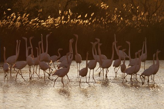 Greater flamingoes flock in  warm light, Camargue, France