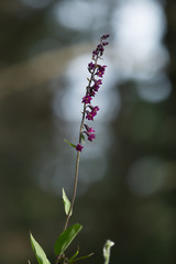 Blooming dark-red helleborine, Epipactis atrorubens