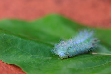 Closeup Caterpillar on leaf